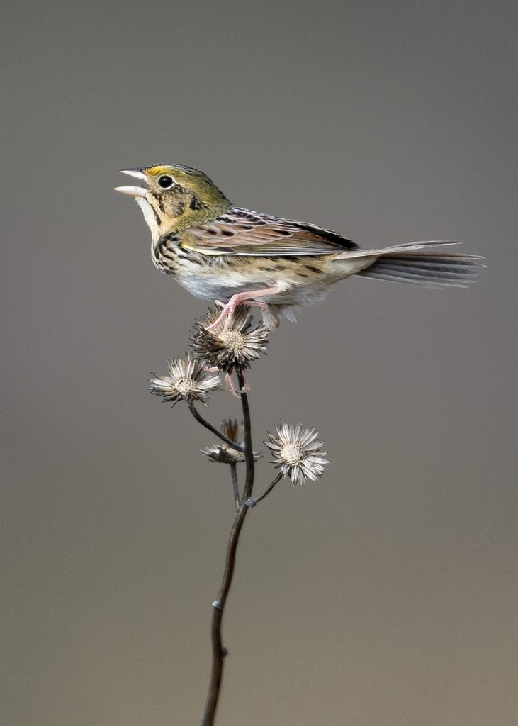 Henslow's Sparrow. Photo by Bill Blackledge